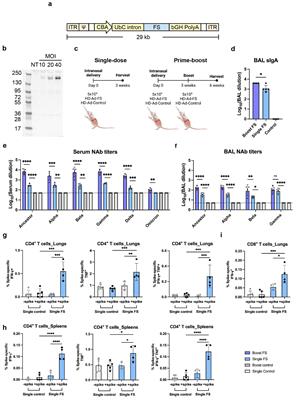 Intranasal HD-Ad-FS vaccine induces systemic and airway mucosal immunities against SARS-CoV-2 and systemic immunity against SARS-CoV-2 variants in mice and hamsters